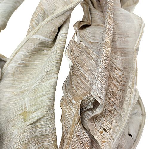 Prodotto Foglie decorative Foglie di Strelitzia lavate bianche 120cm 10 pezzi
