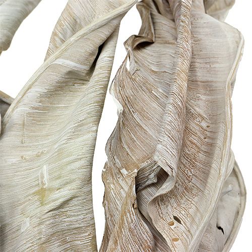 Floristik24 Foglie decorative Foglie di Strelitzia bianche lavate 120 cm 10 pz