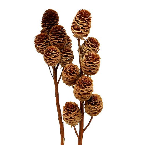Floristik24 Strictum 6 - 9 teste 25 pz