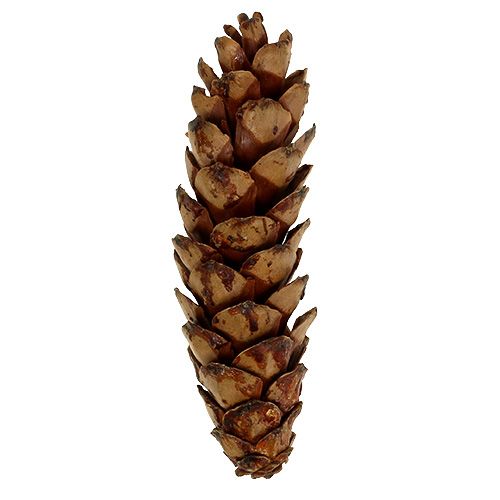 Prodotto Coni Strobus 10-15 cm verniciati 100 pezzi