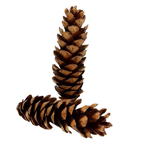 Floristik24 Coni Strobus 20 - 25 cm verniciati 50 pezzi