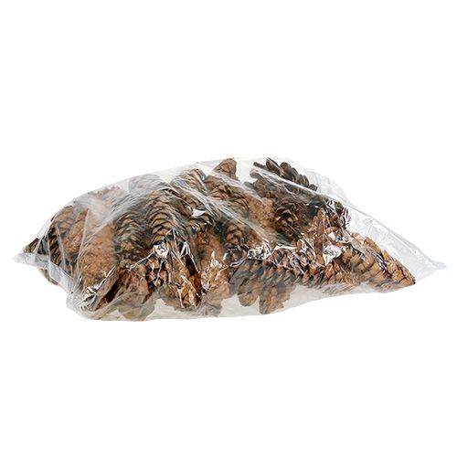 Prodotto Coni Strobus 20 - 25 cm verniciati 50 pezzi