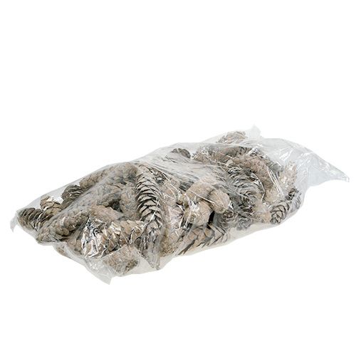 Prodotto Coni Strobus 15 cm - 20 cm bianchi lavati 50 pz
