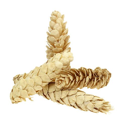 Prodotto Strobus sbiancato 15cm-20cm 50 pz