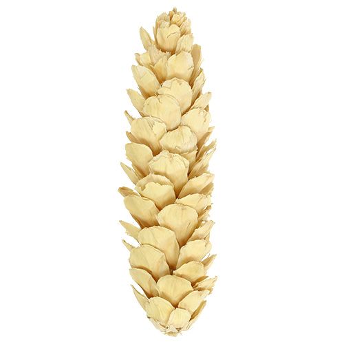 Prodotto Strobus sbiancato 15cm-20cm 50 pz