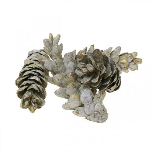 Floristik24 Coni strobo, Natale, decorazione dell&#39;Avvento, coni bianchi naturali, dorati L9–14 cm 20 pz.