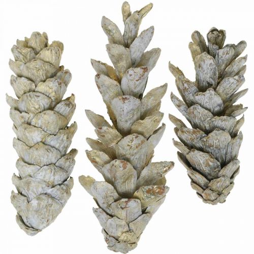 Floristik24 Coni strobo, Natale, decorazione dell&#39;Avvento, coni bianchi naturali, dorati L9–14 cm 20 pz.