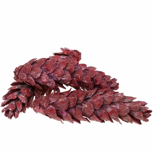 Floristik24 Coni Strobus decorazione naturale rosso 15 cm - 20 cm 50 pz