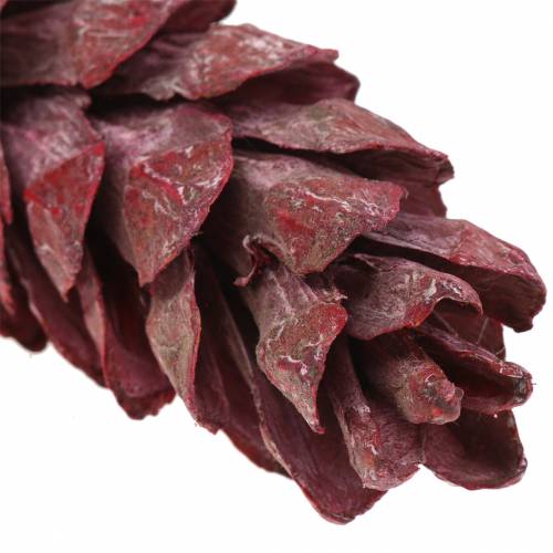 Prodotto Coni Strobus decorazione naturale rosso 15 cm - 20 cm 50 pz