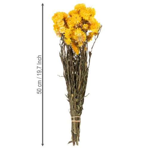 Prodotto Mazzo di fiori secchi di elicriso giallo (Helichrysum), 100 g