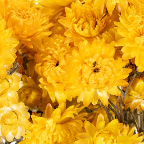 Prodotto Mazzo di fiori secchi di elicriso giallo (Helichrysum), 100 g