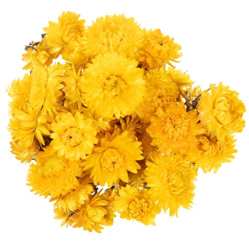 Prodotto Mazzo di fiori secchi di elicriso giallo (Helichrysum), 100 g