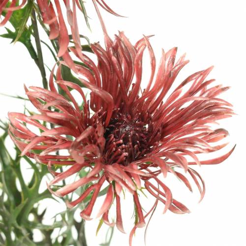 Floristik24 Ramo di xanthium Bordeaux 69 cm 3 pezzi