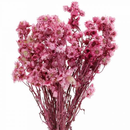 Floristik24 Fiori Secchi Rosa Fiori Secchi Bouquet Fiori Secchi Rosa H21cm