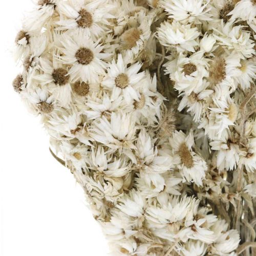 Floristik24 Fiori di Paglia Mazzo di Fiori Secchi Bianco Piccolo 15g