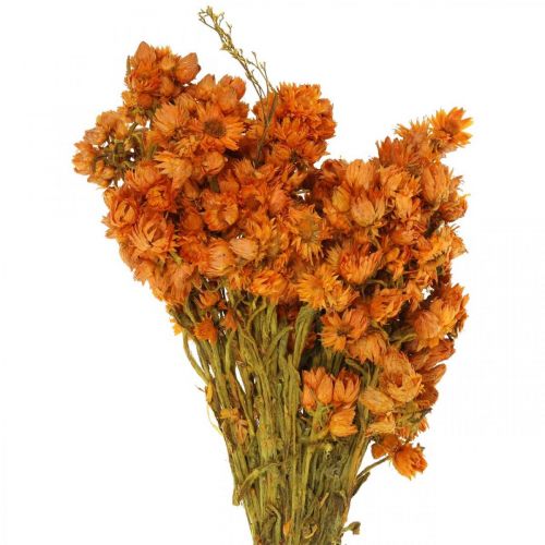 Floristik24 Fiori Di Paglia Fiori Secchi Arancio Piccoli 15g