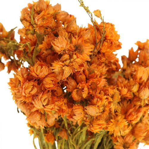 Floristik24 Fiori Di Paglia Fiori Secchi Arancio Piccoli 15g