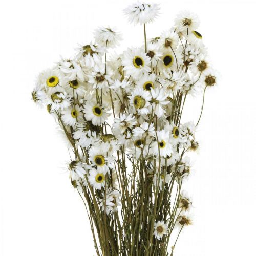 Floristik24 Acroclinium Bianco, Piante Secche, Elicriso, Fiori Secchi L20–40cm 25g