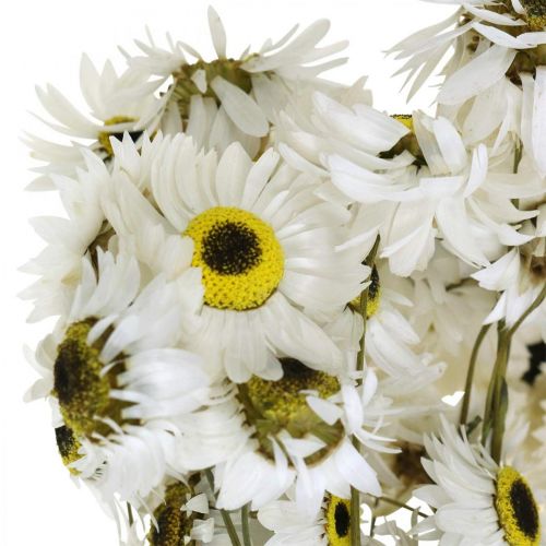Floristik24 Acroclinium White, piante secche, fiori di paglia, floristica secca L20–40 cm 25 g