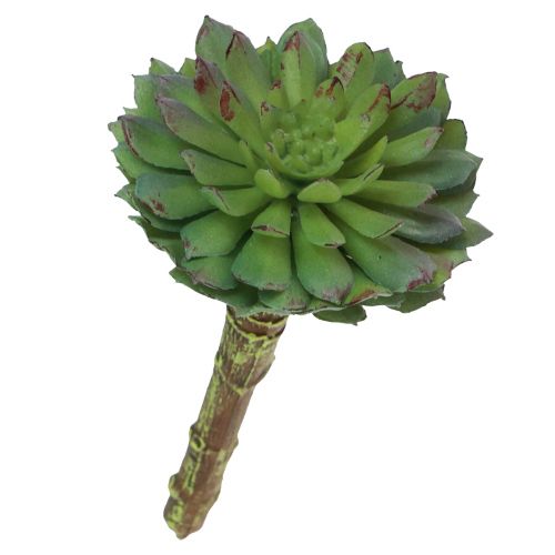 Floristik24 Succulente Echeveria Pianta Verde Artificiale Verde Ø6cm 10,5cm