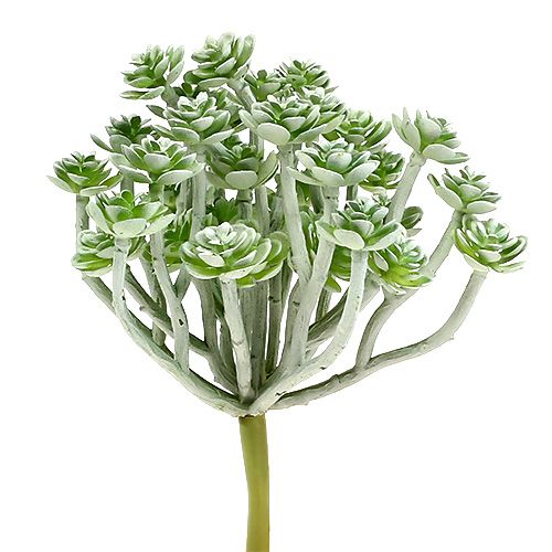 Prodotto Echeveria succulenta 17 cm Grigio 3 pz