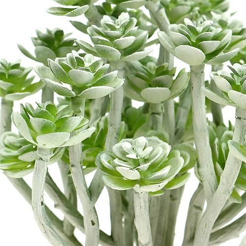 Floristik24 Succulente Echeveria 17cm Grigio 3pz