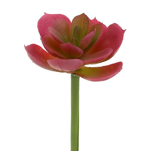 Succulente Ø5cm Rosa 6 pz