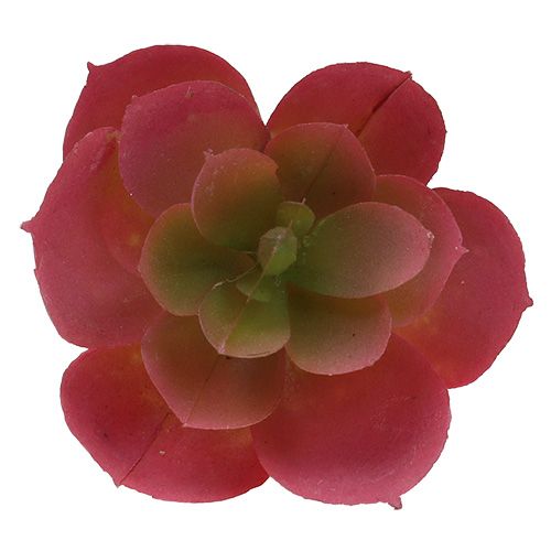 Prodotto Succulente Ø5cm Rosa 6 pz