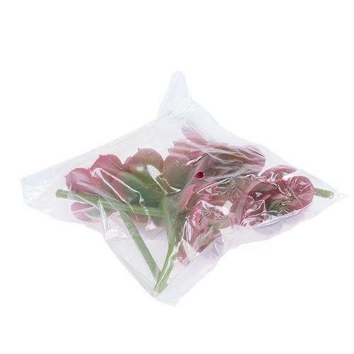 Prodotto Succulente Ø5cm Rosa 6 pz