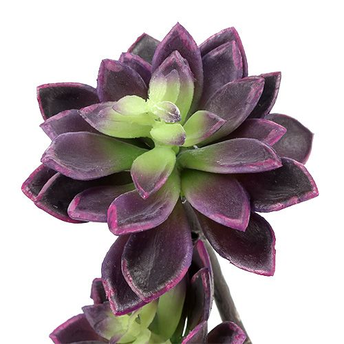 Floristik24 Succulente viola scuro-grigio Ø7cm, Ø10cm H30cm