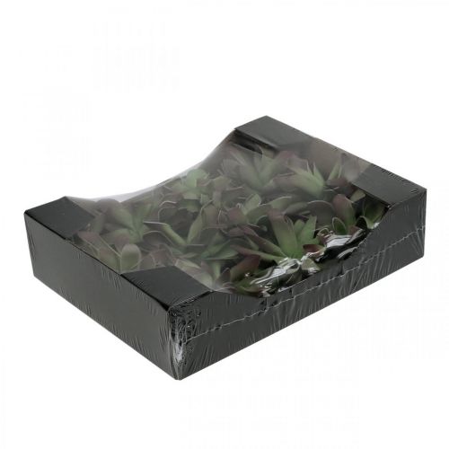 Floristik24 Succulente verde, bordeaux 10cm 12pz