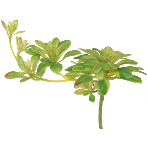 Floristik24 Pianta artificiale succulenta con piccone Aeonium verde 30cm 4 pz