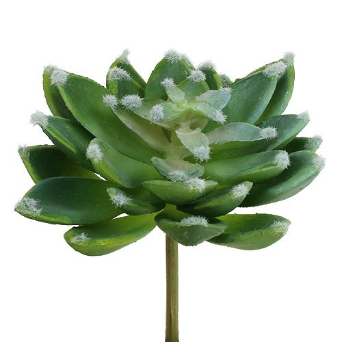 Floristik24 Pietra succulenta rosa verde Ø10cm H11cm 3 pezzi