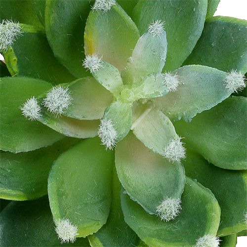 Prodotto Pietra succulenta rosa verde Ø10cm H11cm 3 pezzi