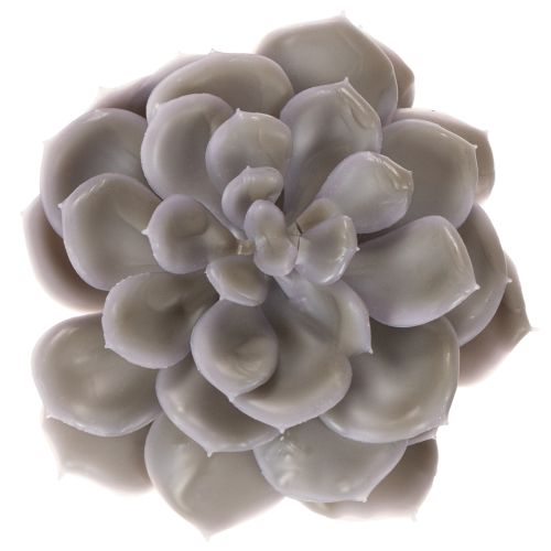 Decorazione con fiori artificiali succulenti in cera, 10 cm, 6 pezzi | Floristik24.it
