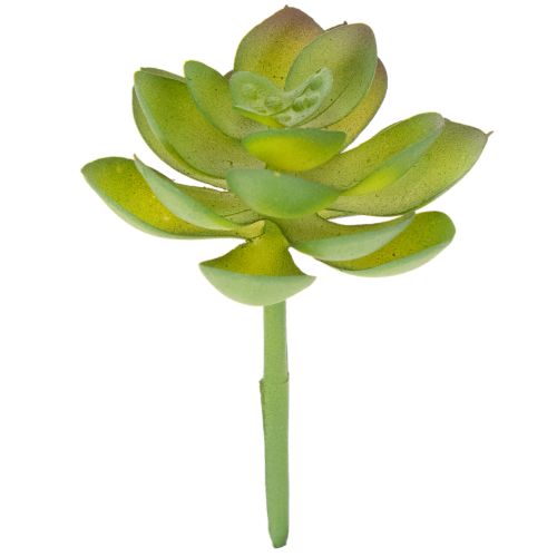 Pianta succulenta artificiale verde come decorazione per composizioni creative.
