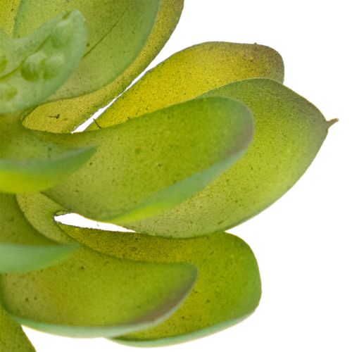 Pianta succulenta artificiale verde come decorazione per composizioni creative. | Floristik24.it