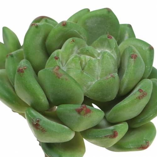 Prodotto Succulente Echeveria artificiale Verde H15cm