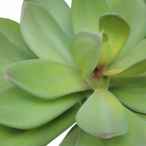 Prodotto Pianta grassa artificiale verde 27cm