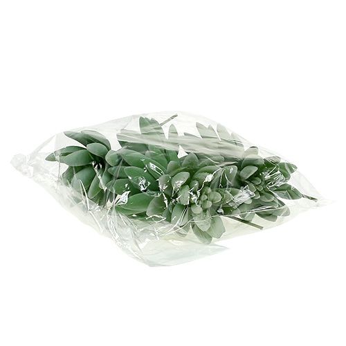 Prodotto Echeveria succulenta Ø6,5 cm L11 cm 6 pz