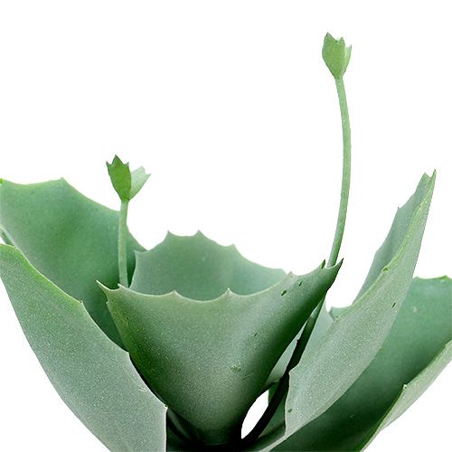 Floristik24 Stonecrop succulento L18cm 4 pezzi