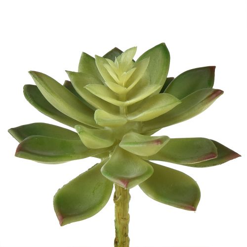 Prodotto Piante grasse artificiali Piante artificiali Verde Ø10cm 4 pz