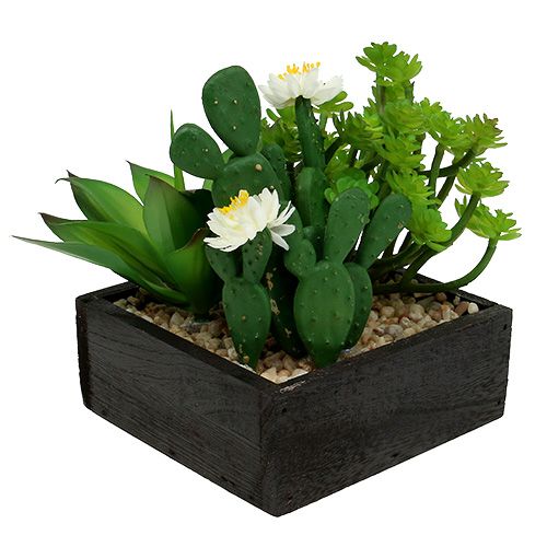 Floristik24 Succulenta in scatola di legno H14cm 1pc