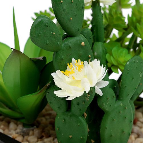 Floristik24 Succulenta in scatola di legno H14cm 1pc