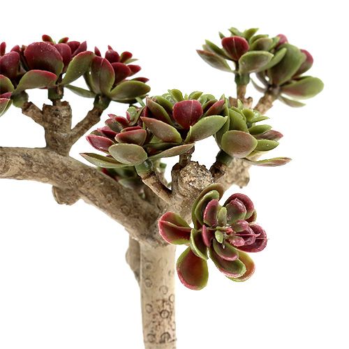 Floristik24 Succulente L 20cm verde-viola