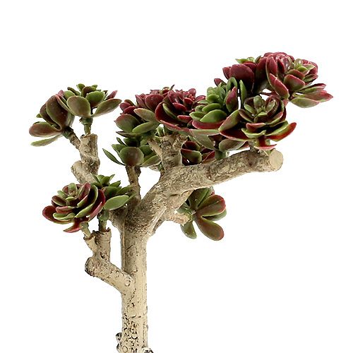 Floristik24 Succulente L 20cm verde-viola