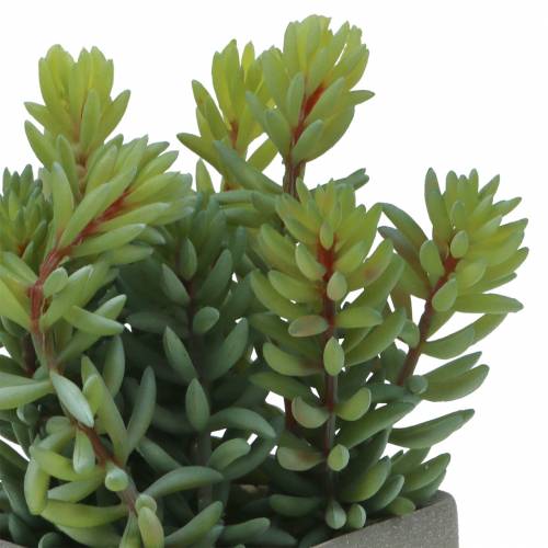 Floristik24 Succulente serpente sedum in vaso H16cm