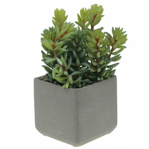 Floristik24 Succulente serpente sedum in vaso H16cm