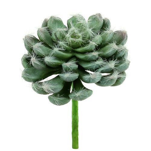 Floristik24 Verde succulento Ø8,5cm L13cm