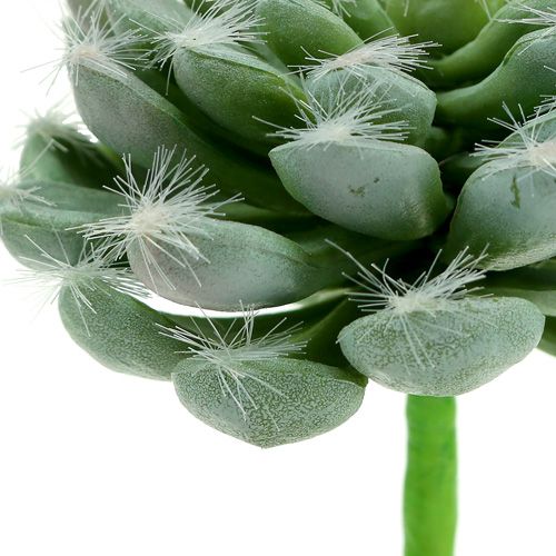 Floristik24 Verde succulento Ø8,5cm L13cm